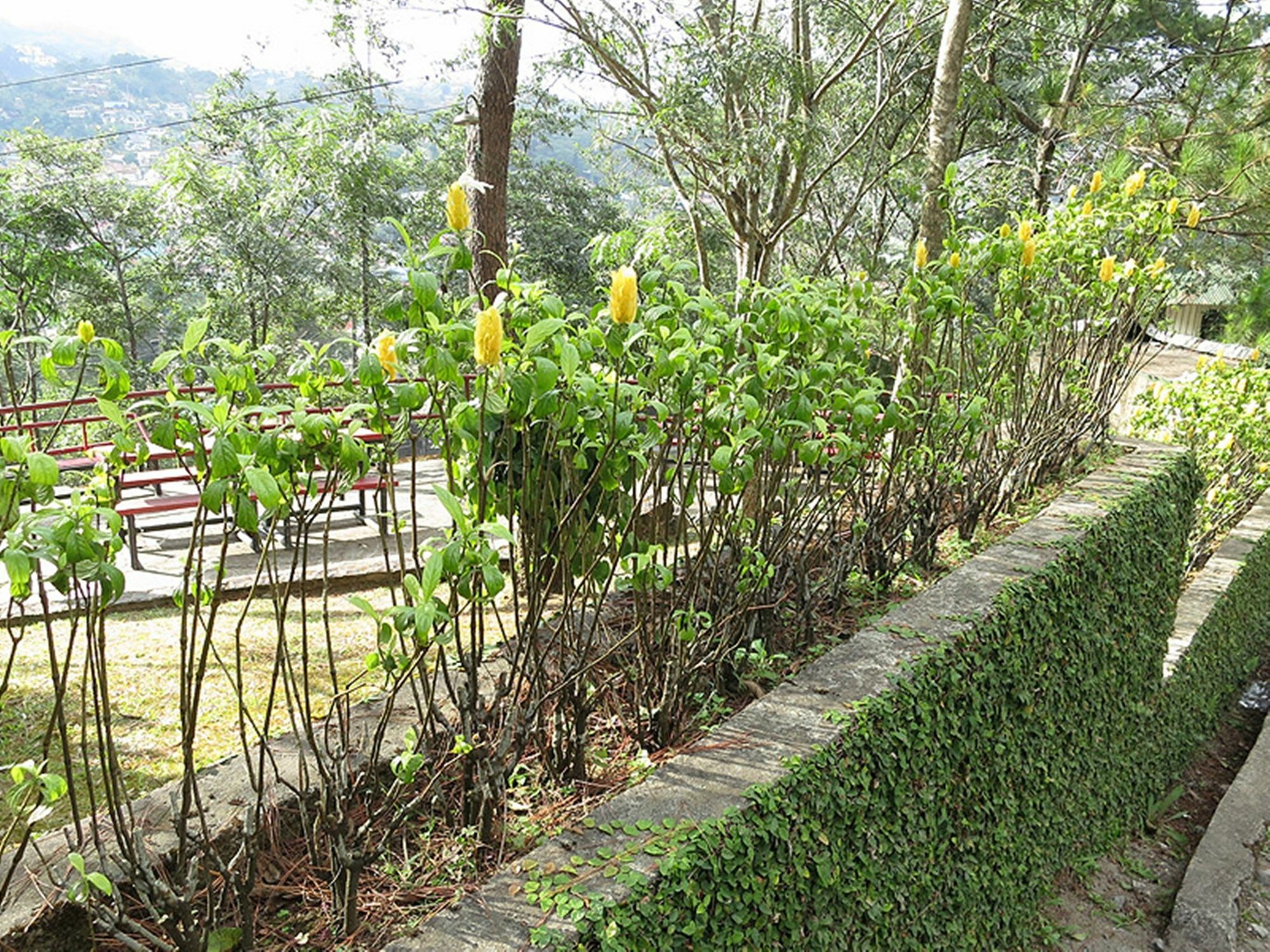 Pine Breeze Cottages Baguio City Eksteriør billede